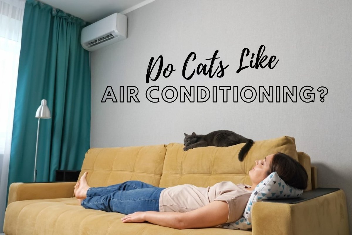 Do Cats Like Air Conditioning?