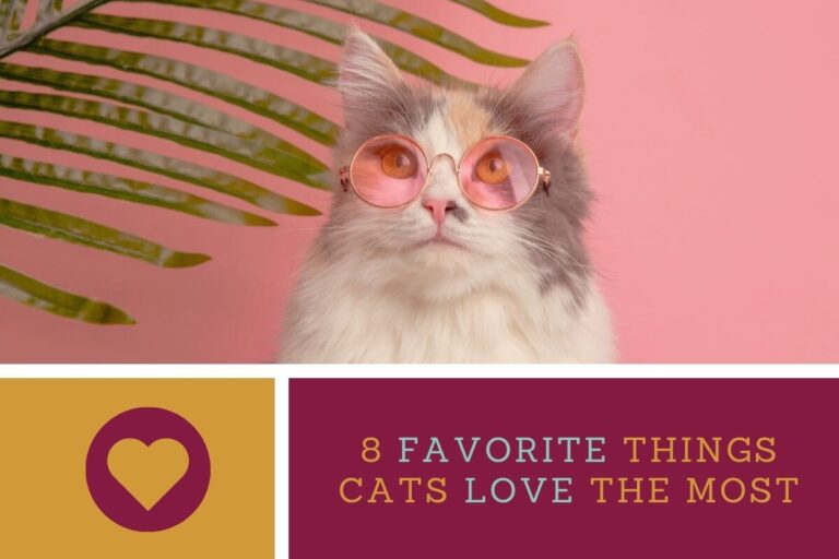 8 Favorite Things Cats Love The Most
