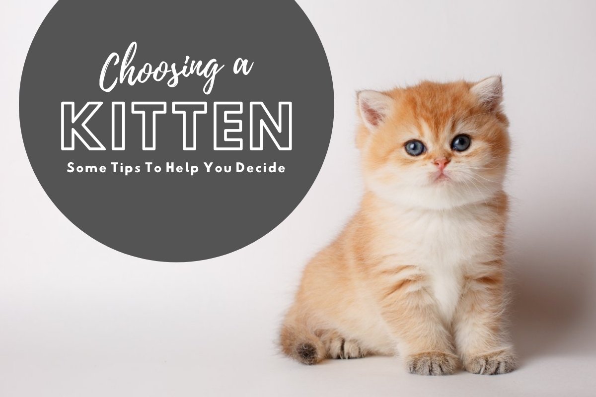 Choosing a Kitten: Tips to Check for Good Health and Personality