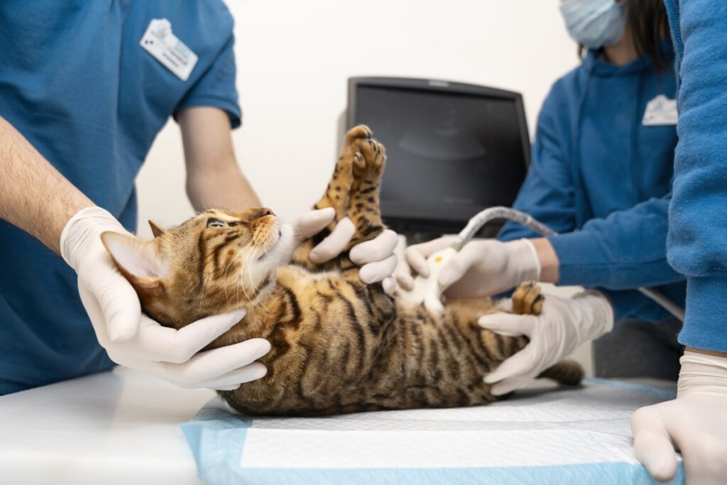 A cat is being examined by the vets