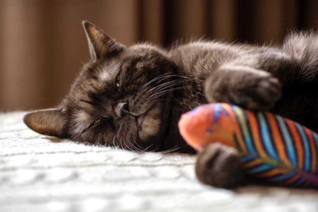 A cute cat is napping with a toy in his paws
