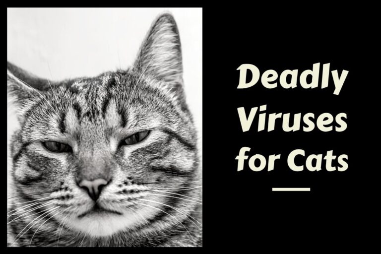 Deadly Viruses for Cats