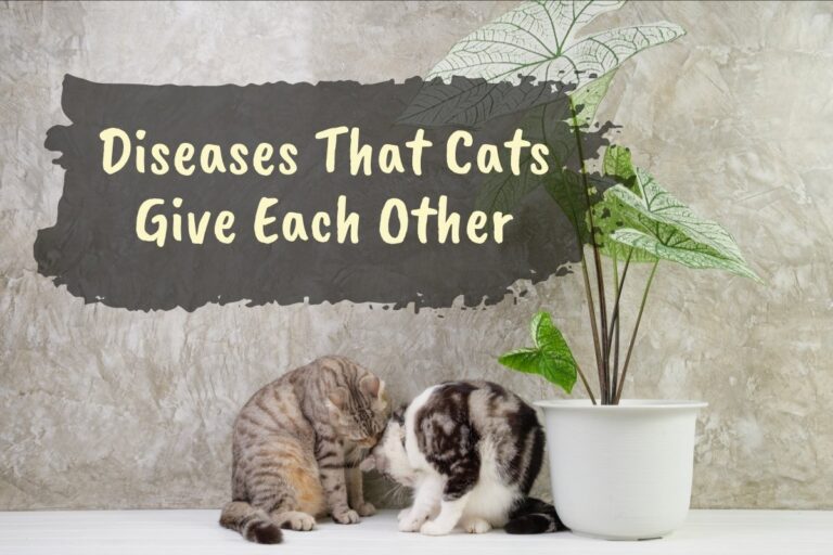 Diseases That Cats Give Each Other