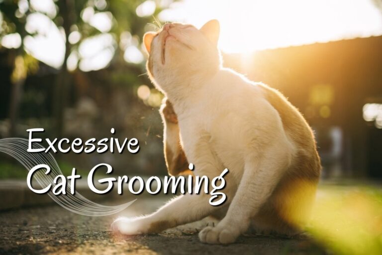Excessive Cat Grooming
