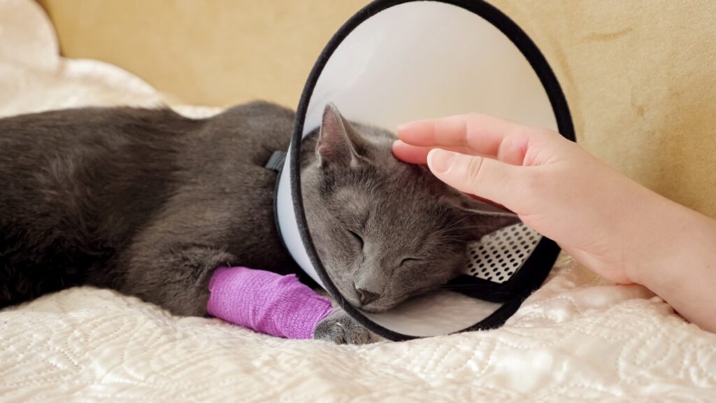 A woman is petting her injured cat