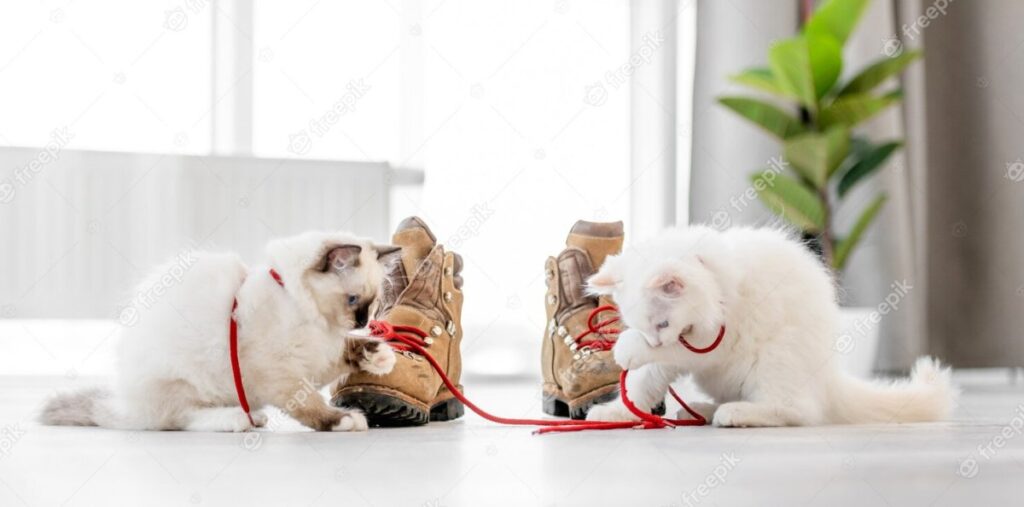 Two fluffy cats are playing with boots