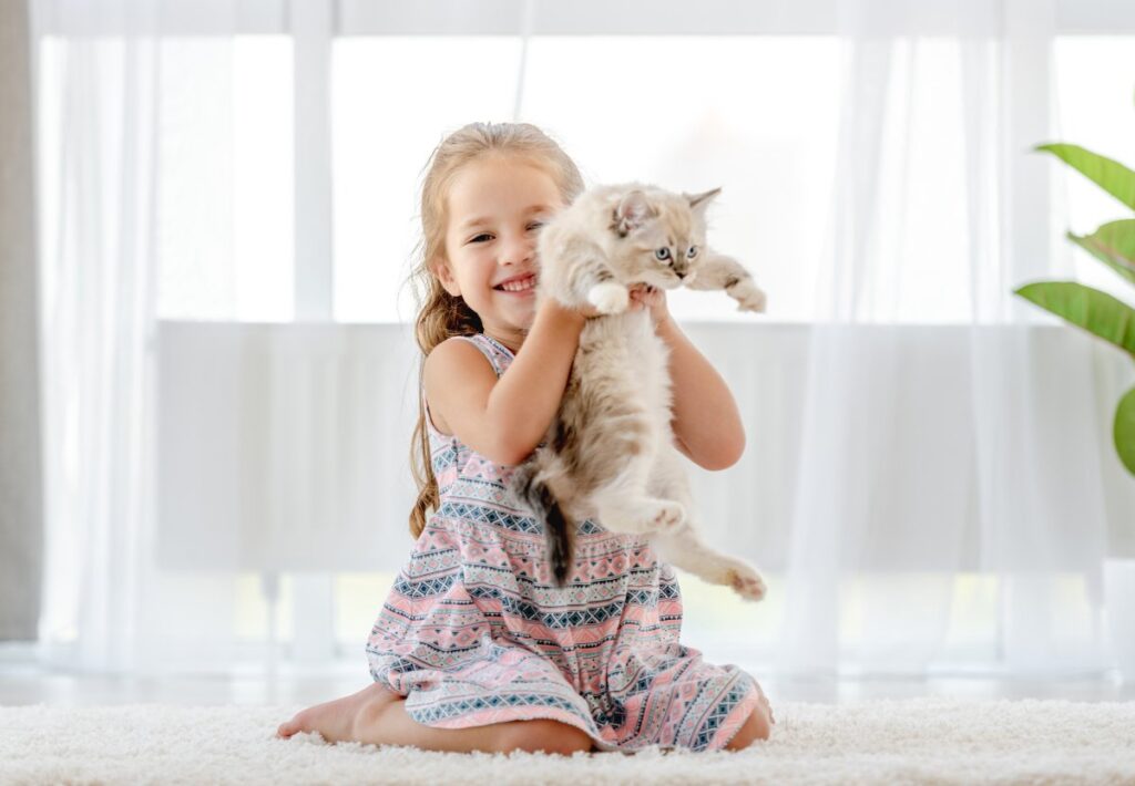 A girl is playing with her Ragdoll kitten