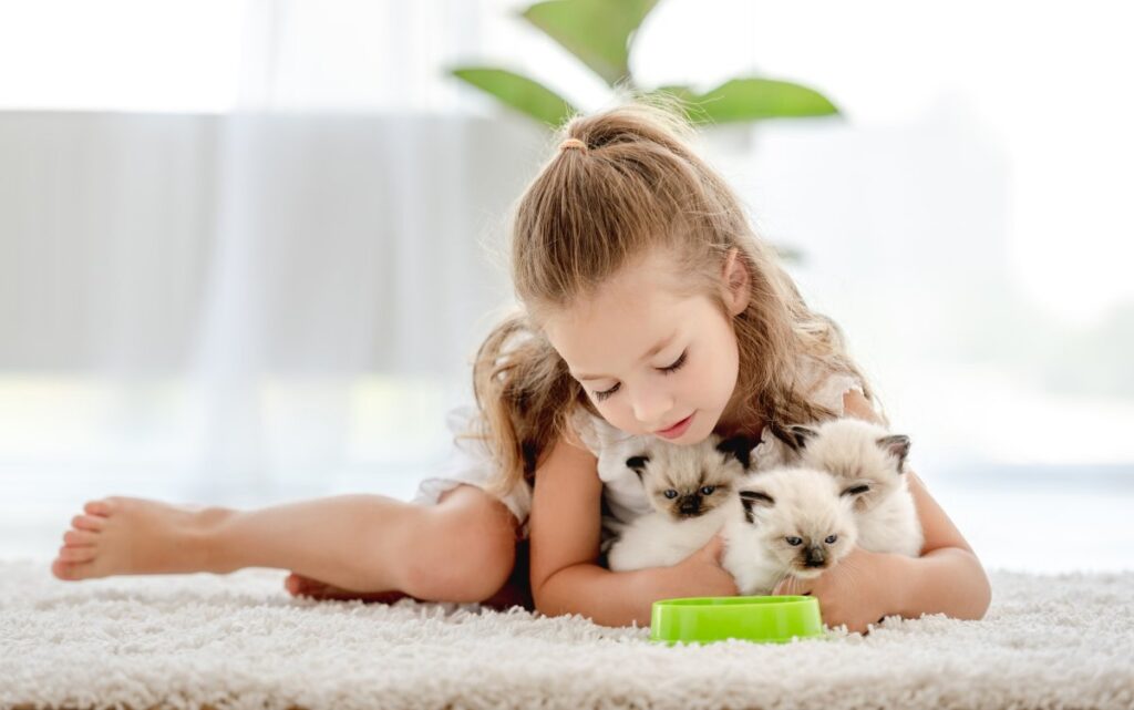 A girl is playing with her Ragdoll kittens