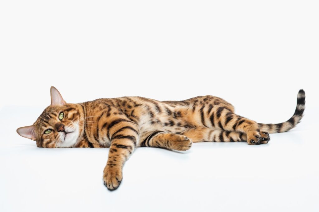 A Bengal cat is lying on white background studio