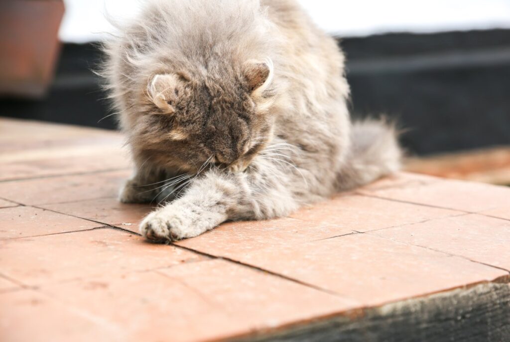 Gray cat self-grooming outdoors
