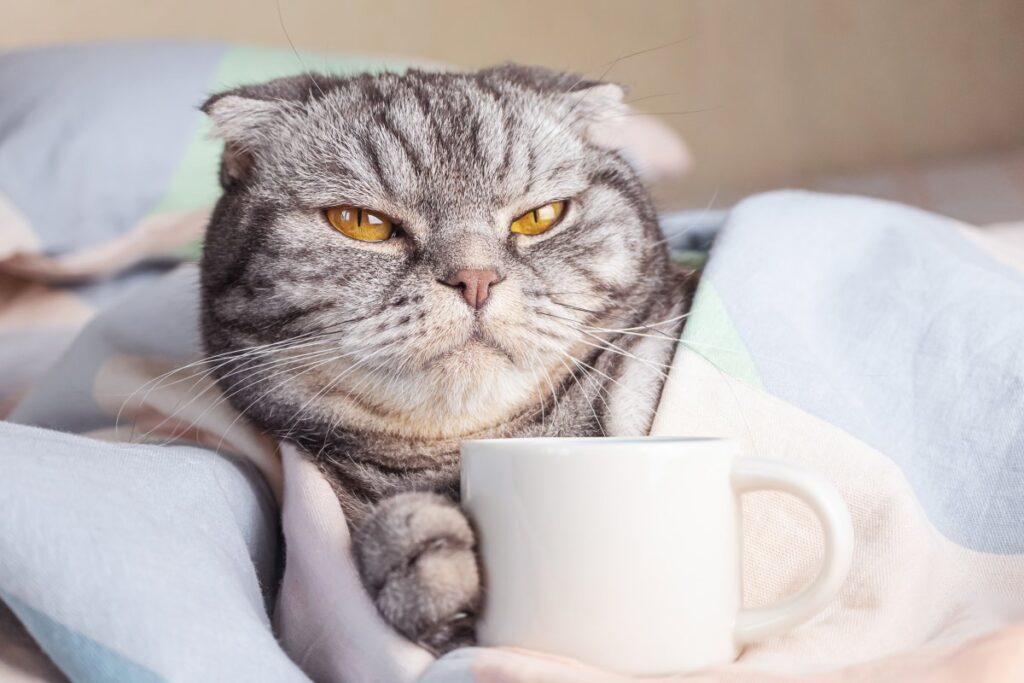 A gray Scottish fold cat lies on the bed with a coffee cup