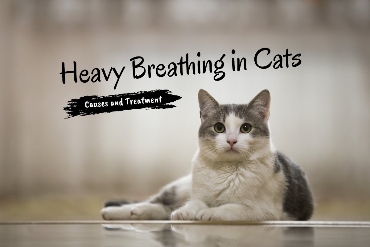 Heavy Breathing in Cats