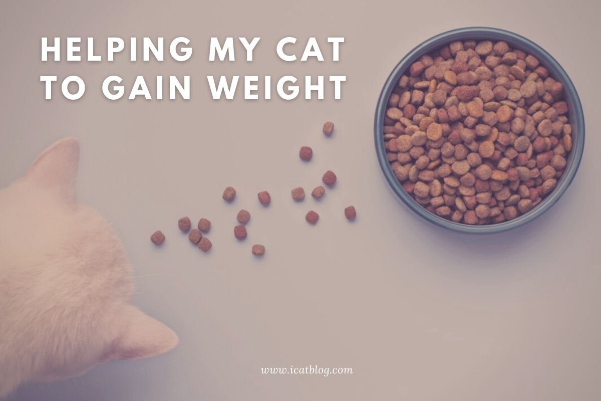 How to Help Your Cat Gain Weight?