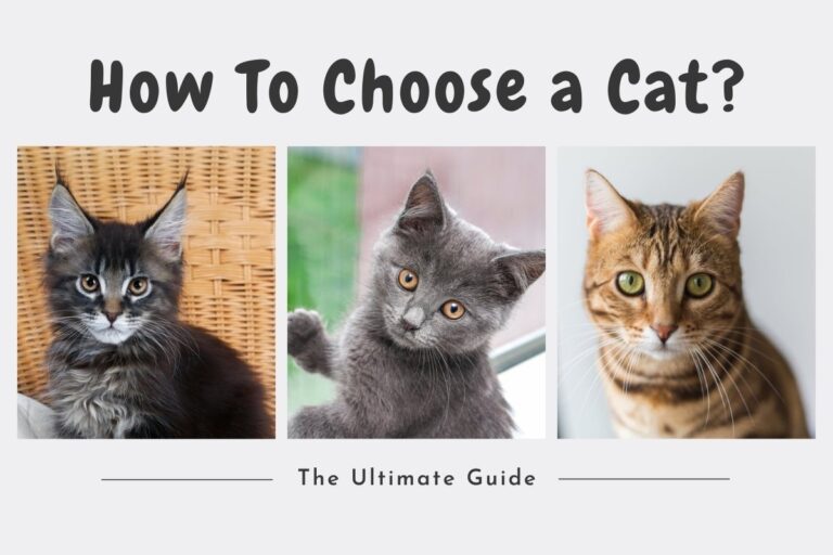 How to choose a cat