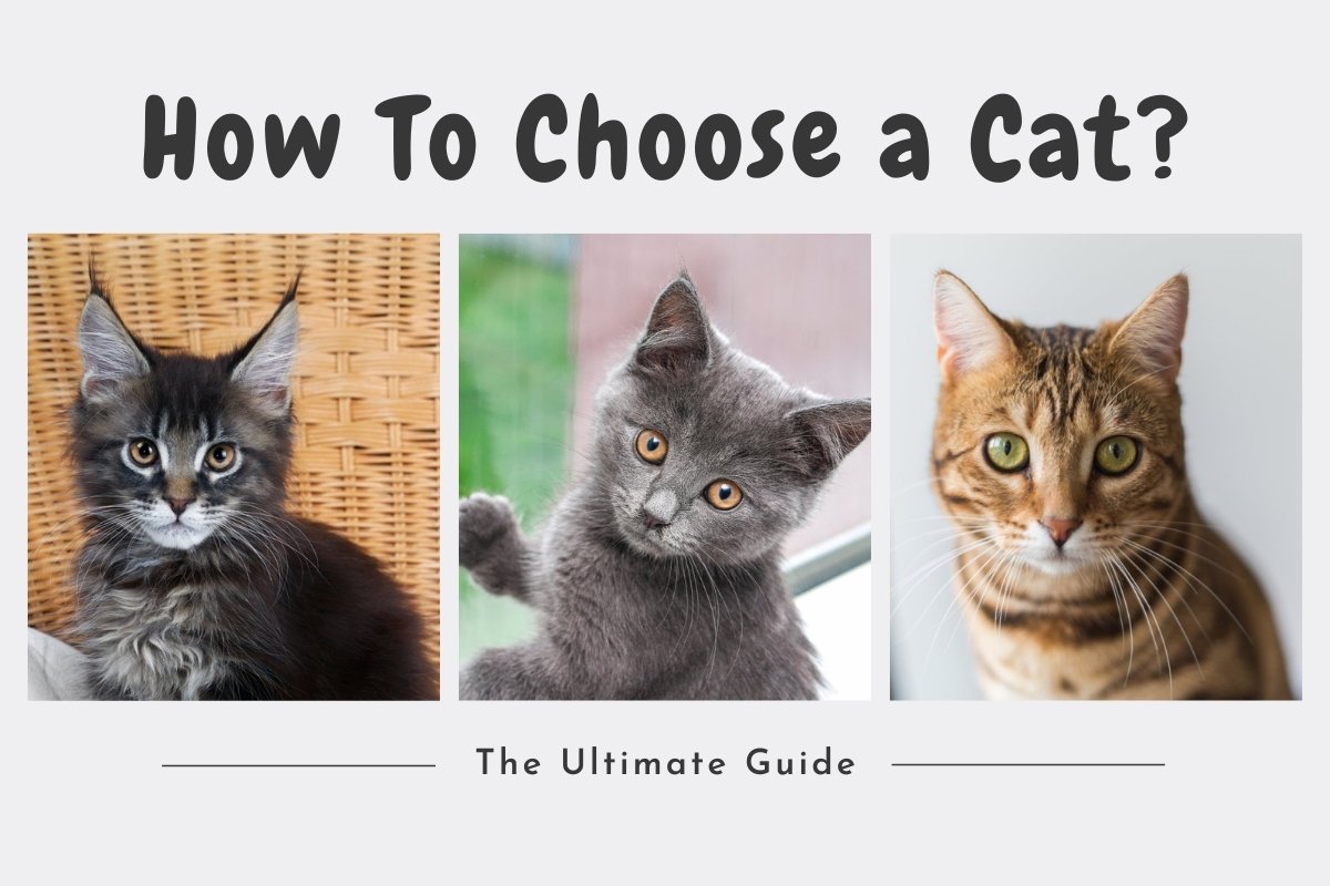 How To Choose a Cat: The Ultimate Guide