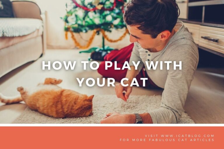 How to Play With Your Cat