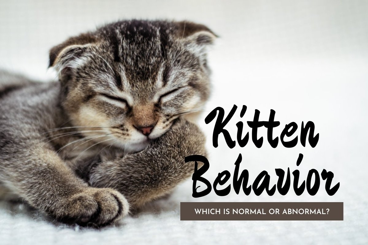 Normal or Abnormal Kitten Behavior
