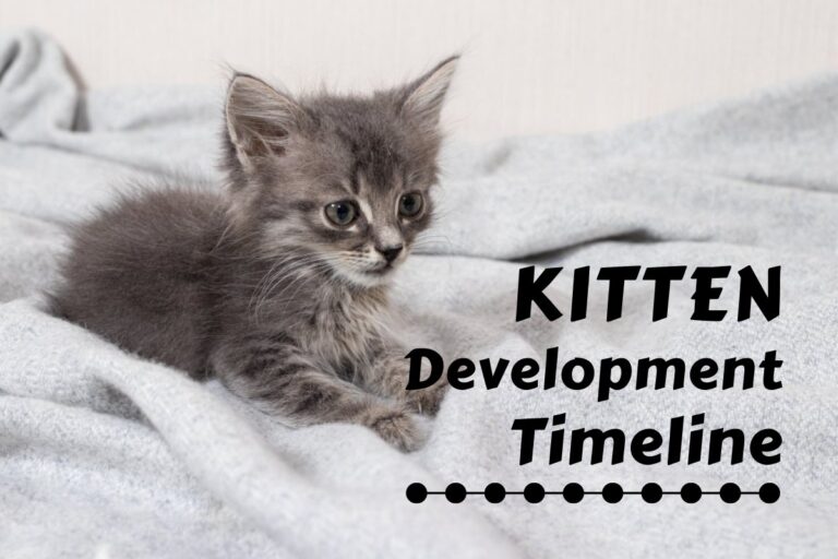 Kitten Development Timeline