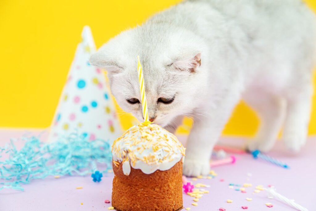 White kitten eating birthday cake