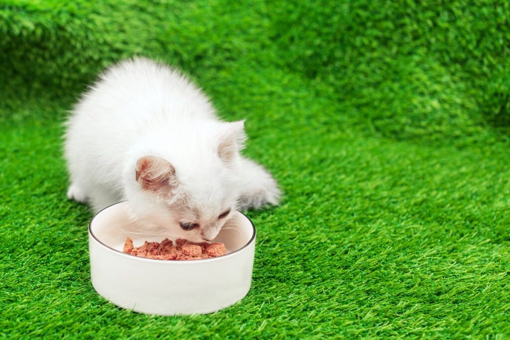 A kitten is enjoying its meal