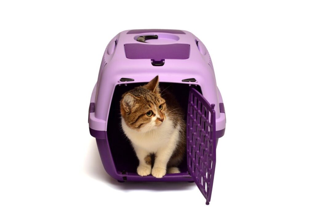 Kitten inside cat carrier