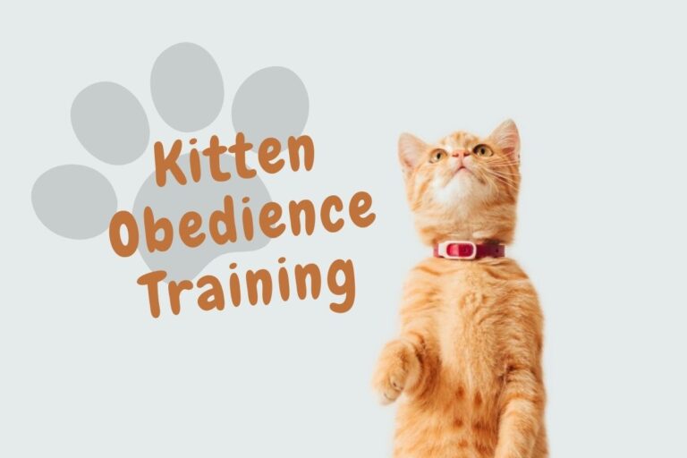 Kitten obedience training