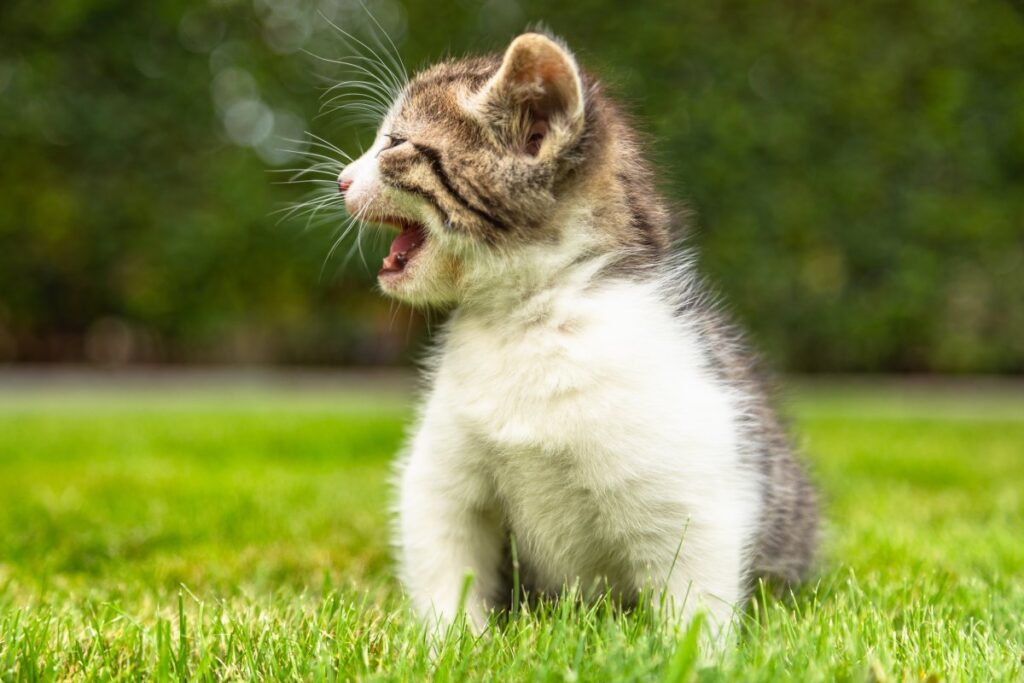 Kitten in garden with open mouth