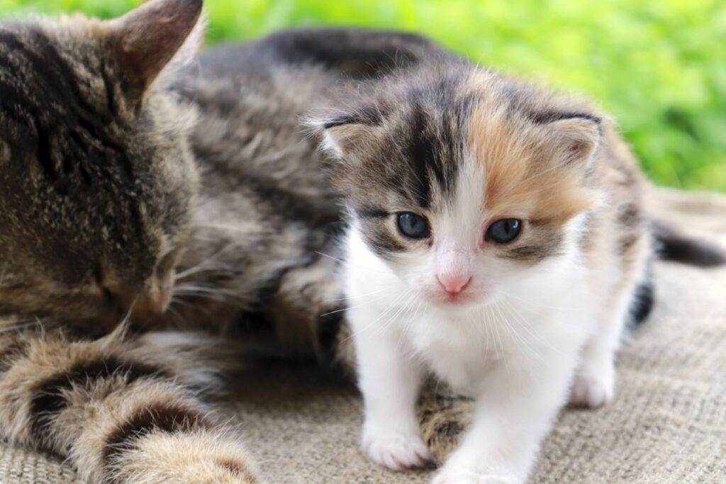 Kitten walking beside its mother