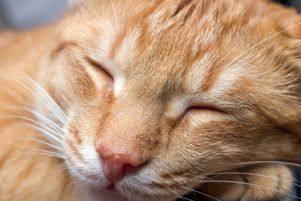 A macro shot of a sleeping cat