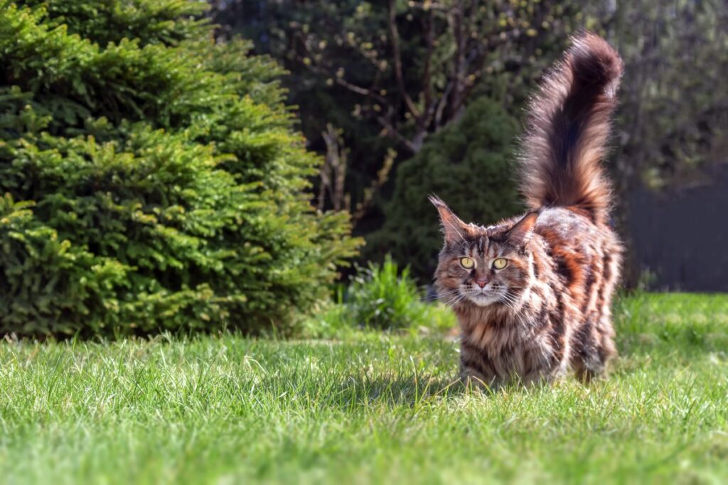 Maine Coon walking on green lawn