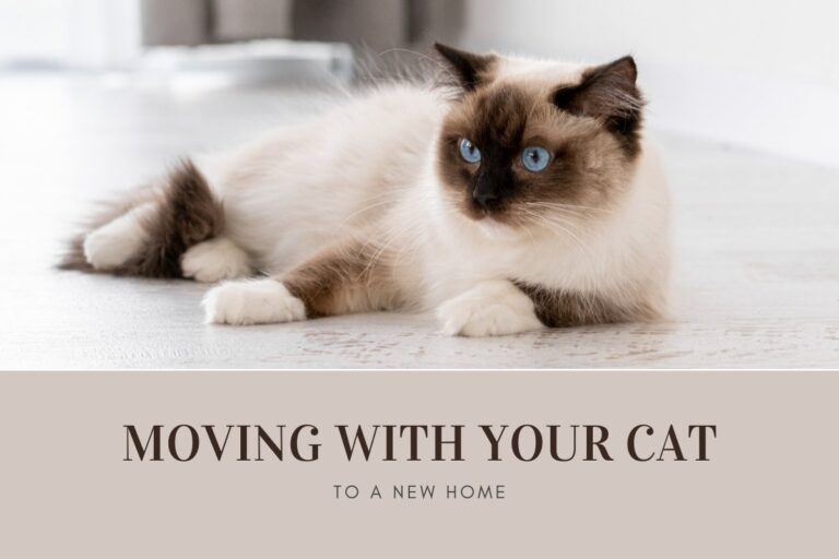 Moving with Your Cat to a New Home