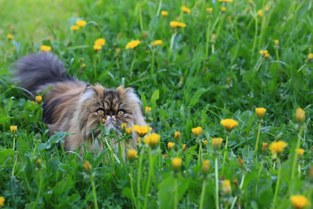Persian cat in green grass