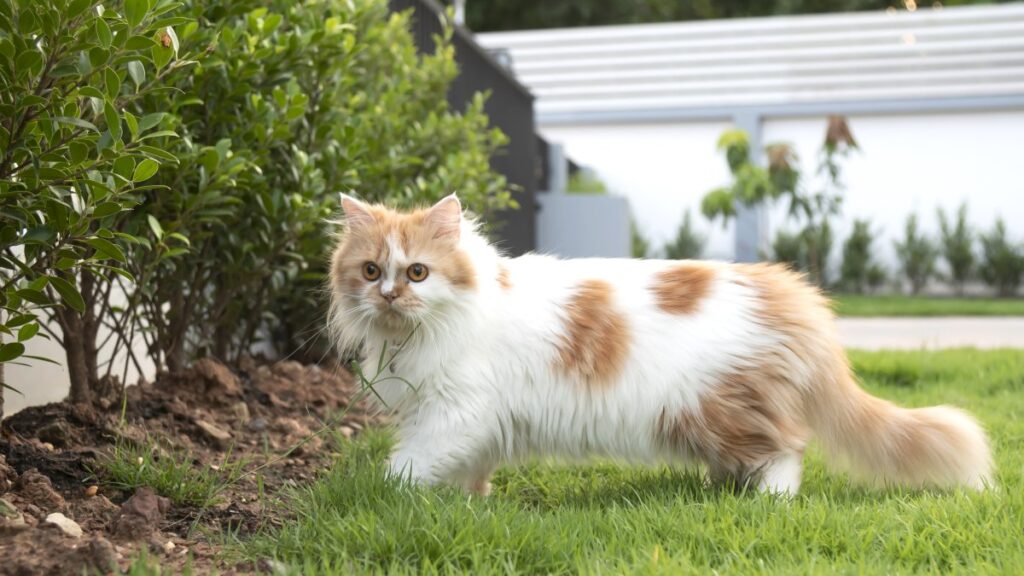 Persian cat walking on the yard