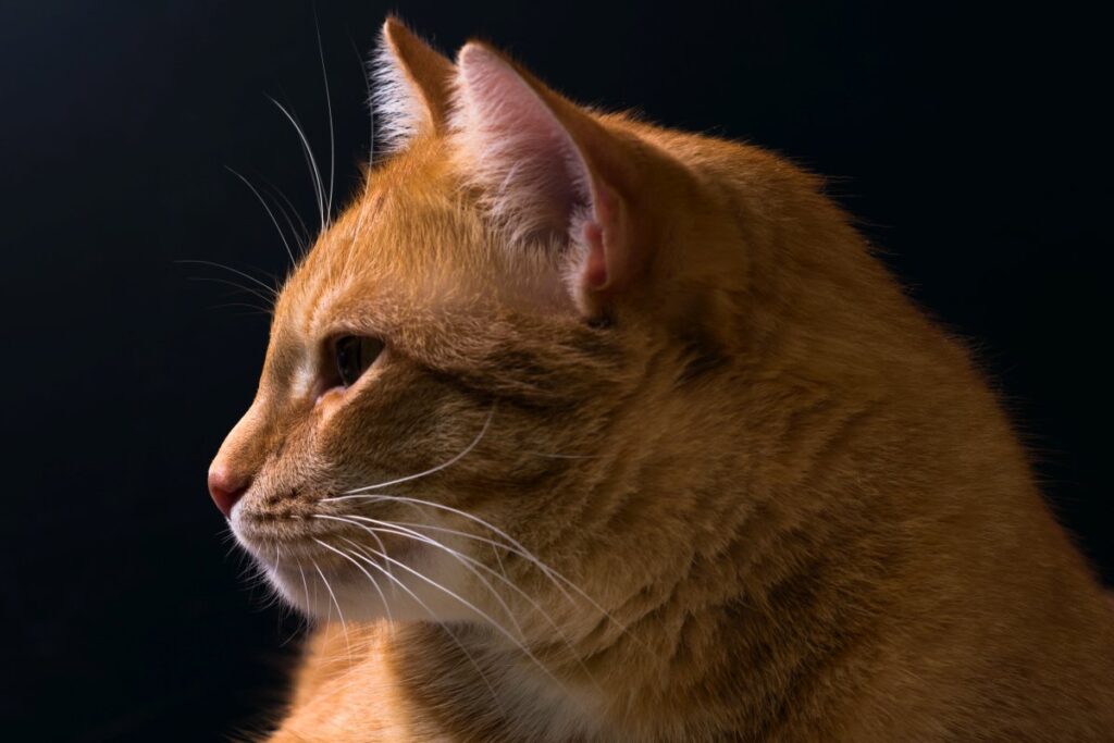 A portrait of a red haired cat