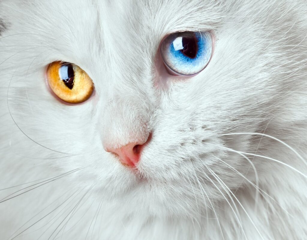 A white varicolored eyes cat
