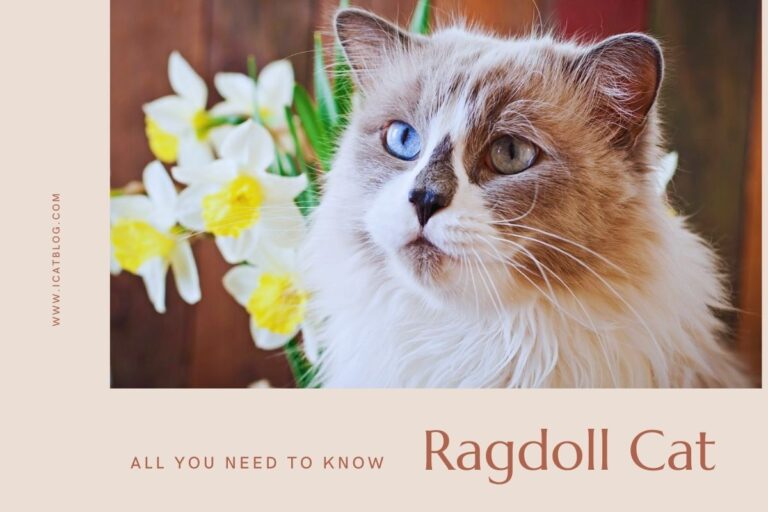 Ragdoll Cat Breed: All You Need to Know