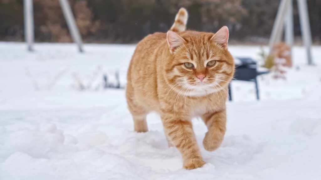 A fluffy cat is walking on winter day