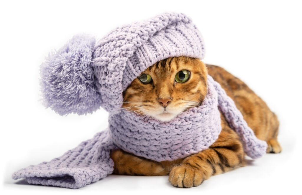 A cute cat with winter hat and scarf