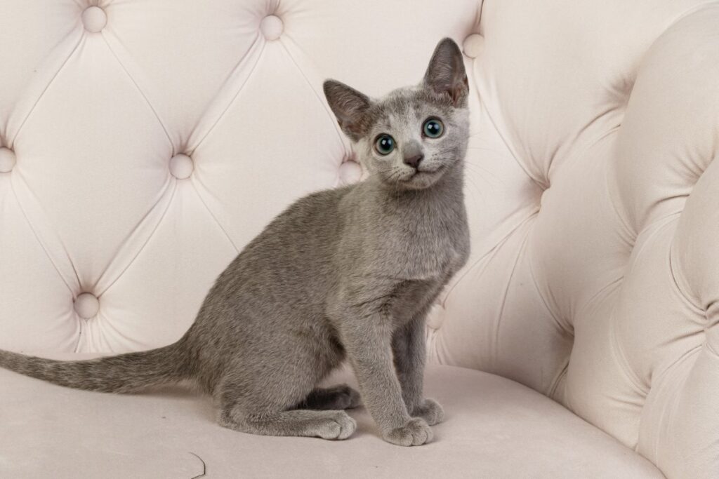 Russian Blue kitten on sofa