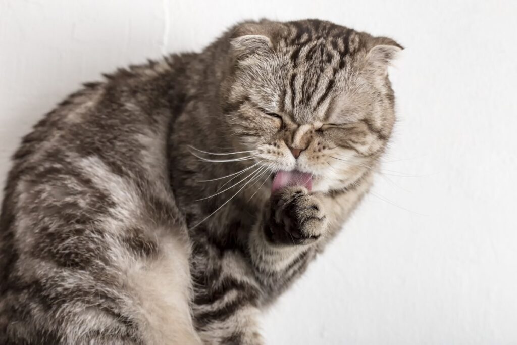 Scottish Fold cat licking its paw