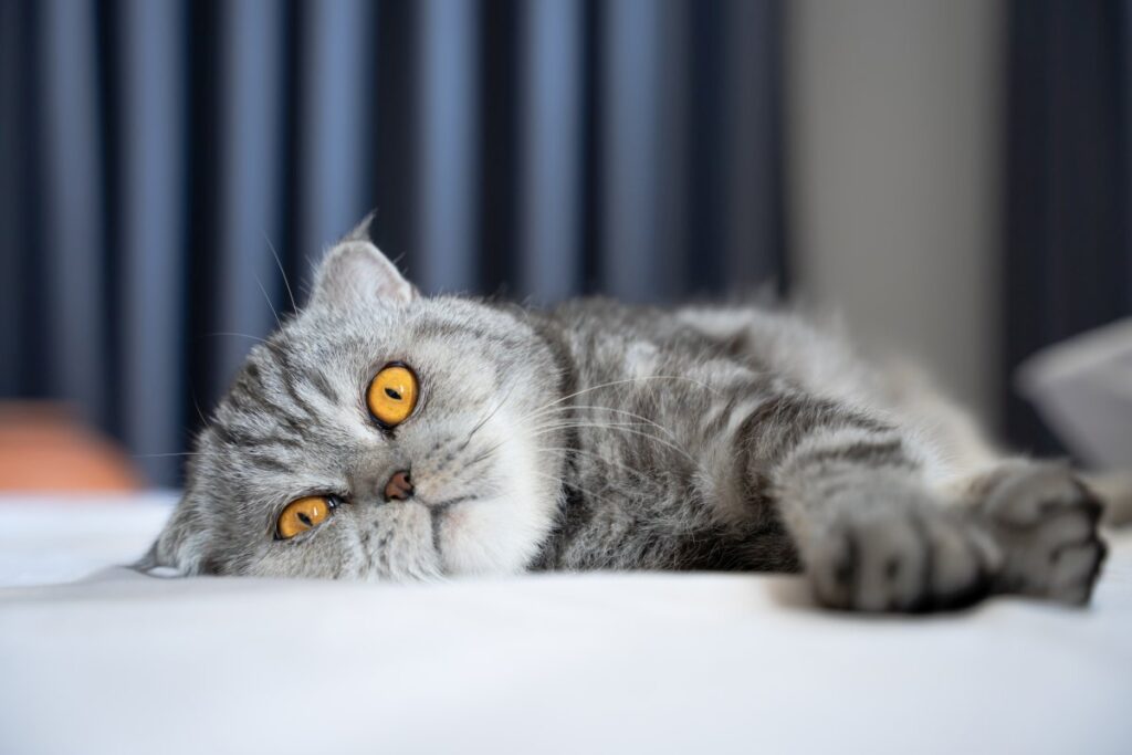 Scottish Fold cat lying on bed