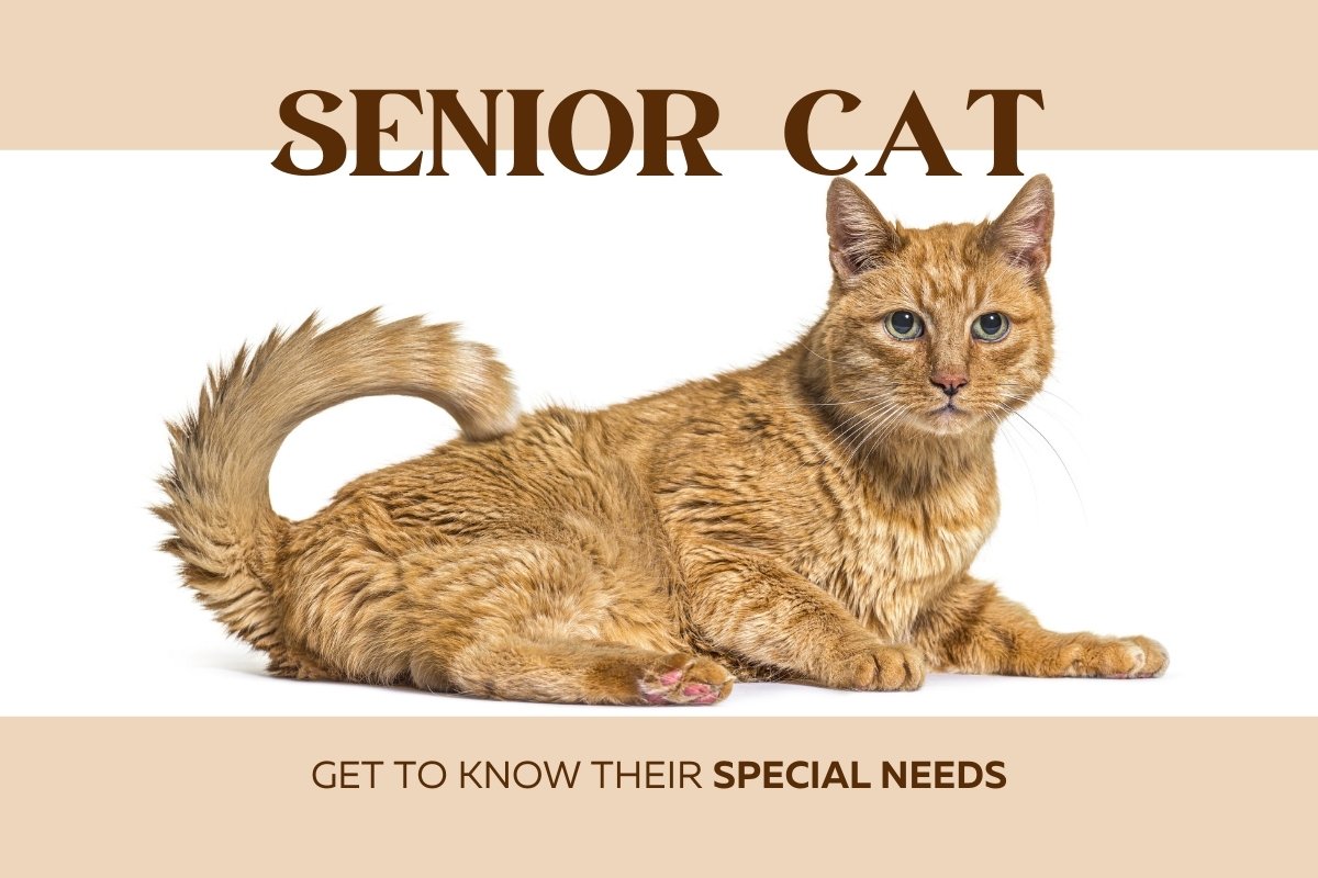 Senior Cat's Special Needs