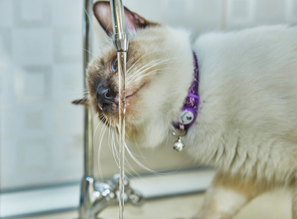 A Siamese kitten is drinking water from the tap
