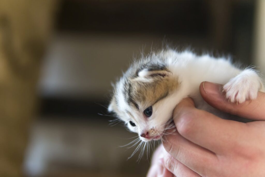 Small kitten on hand