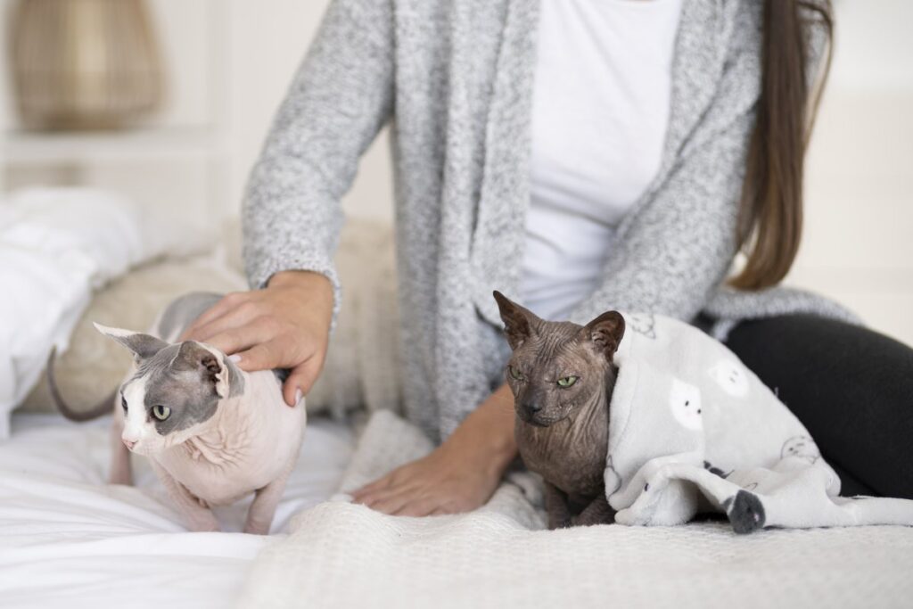 A woman is petting her Sphynx cats