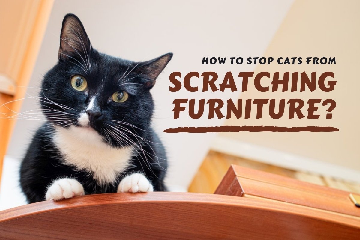 How to stop cats from scratching furniture