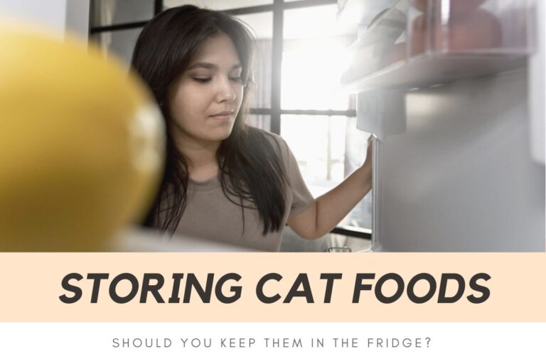 Cat Food Storing Tips