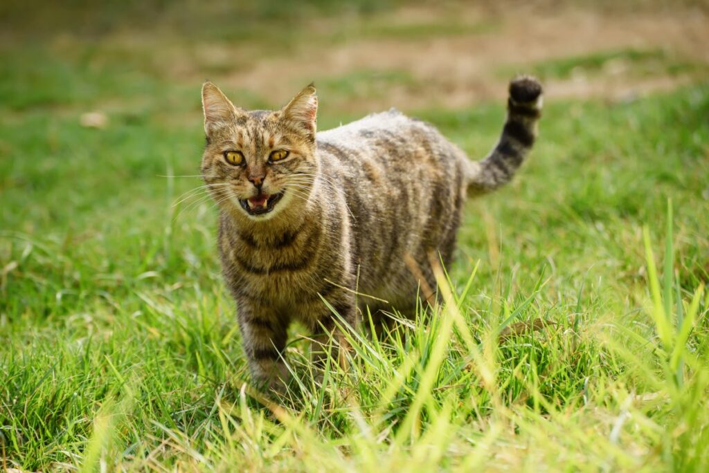Tabby cat walking outdoors