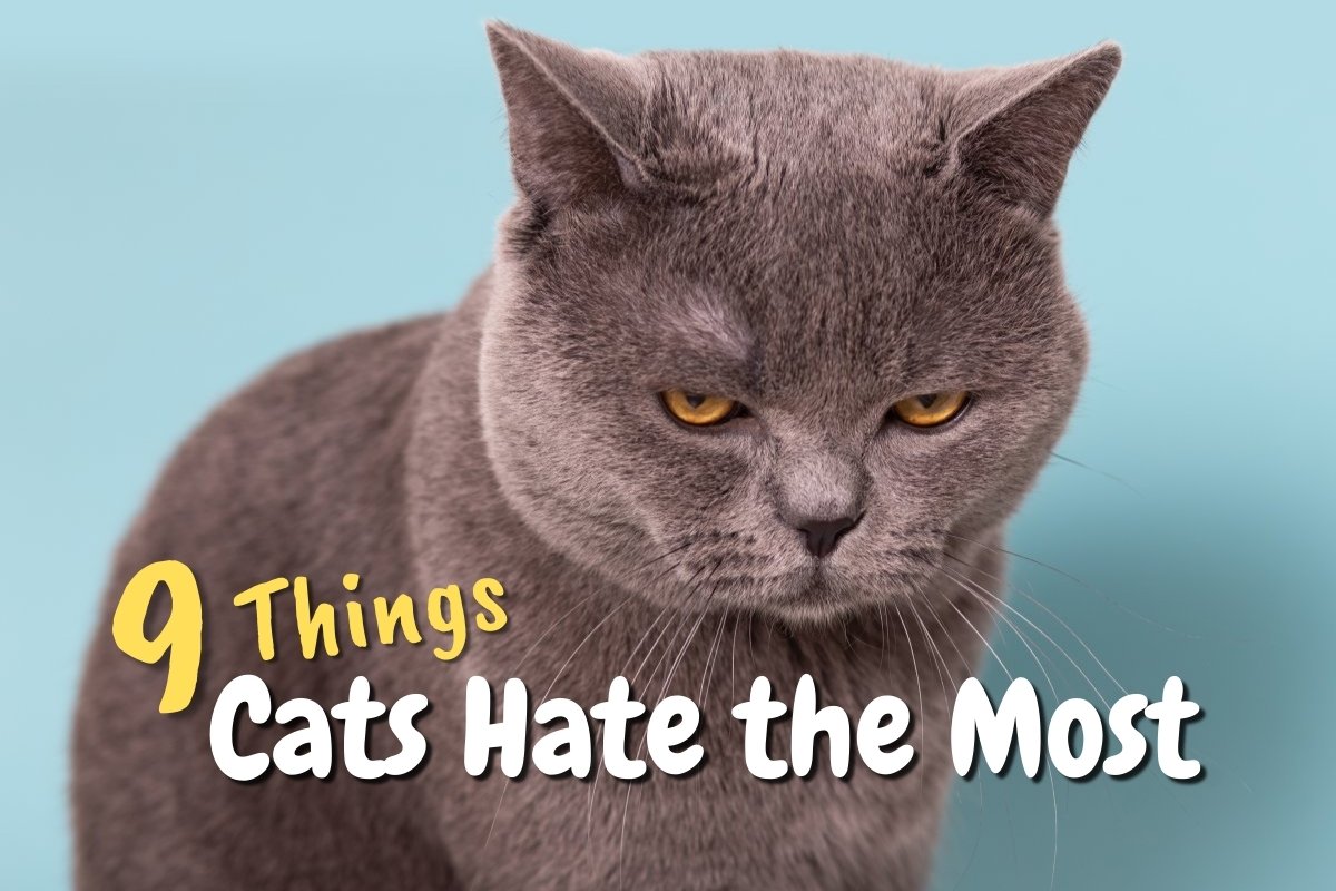 9 Things Cats Hate the Most