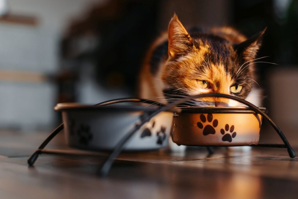 A cat is eating from a food bowl